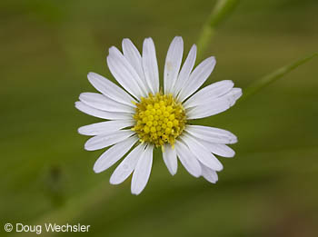 Perennial Salt Marsh Aster _F2B9271.jpg - 33061 Bytes